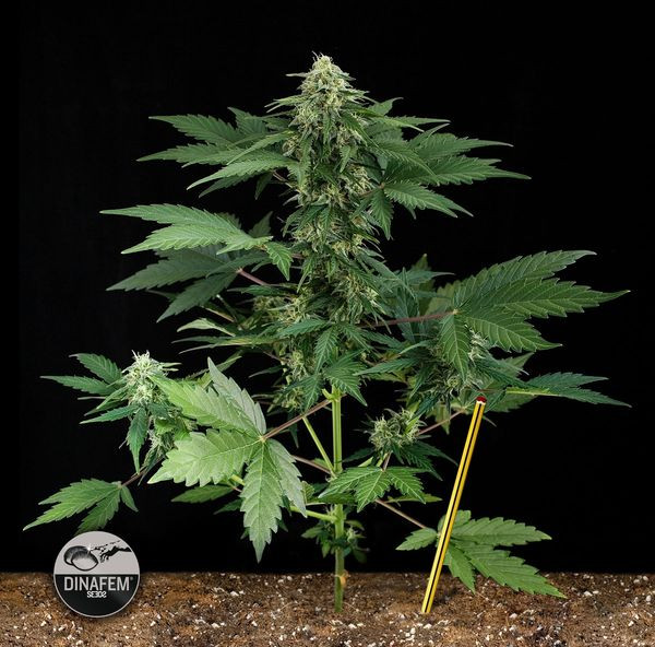 Roadrunner Autoflowering - DINAFEM | TanieSianie.pl