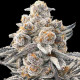 RS11 x Galactic Cookies | TanieSianie.pl