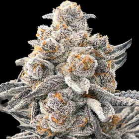 RS11 x Galactic Cookies | TanieSianie.pl