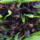 Shaman - DUTCH PASSION | TanieSianie.pl