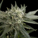Roadrunner #2 Autoflowering - DINAFEM | TanieSianie.pl