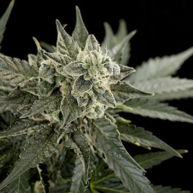 Roadrunner #2 Autoflowering - DINAFEM | TanieSianie.pl