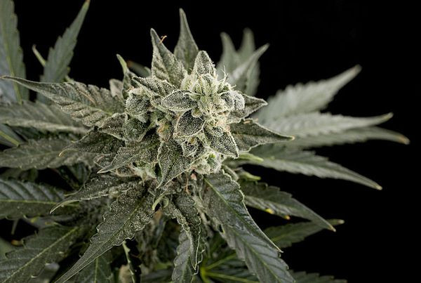 Roadrunner #2 Autoflowering - DINAFEM | TanieSianie.pl