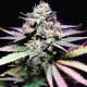 Tangie Purple Punch | TanieSianie.pl