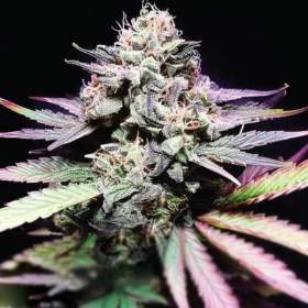 Tangie Purple Punch | TanieSianie.pl