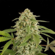 White Widow Autoflowering - DINAFEM | TanieSianie.pl