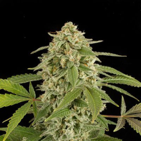 White Widow Autoflowering - DINAFEM | TanieSianie.pl