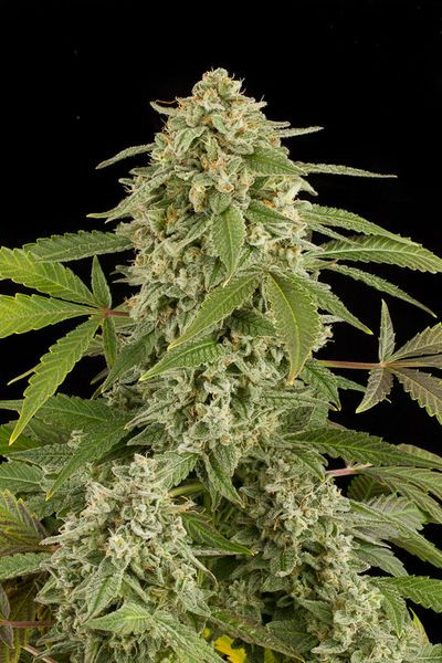 White Widow Autoflowering - DINAFEM | TanieSianie.pl