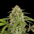 White Widow Autoflowering - DINAFEM