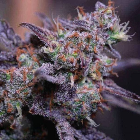 Blackberry Moonrocks Auto | TanieSianie.pl
