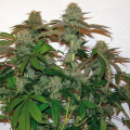 8 Ball Kush - BARNEY’S FARM