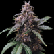 Blue Amnesia Auto | TanieSianie.pl