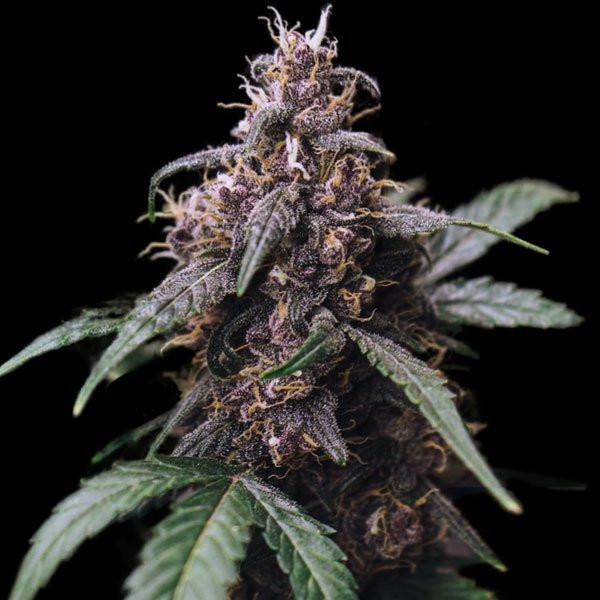 Blue Amnesia Auto | TanieSianie.pl