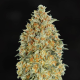 Blue Gorilla Auto | TanieSianie.pl