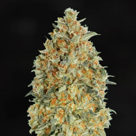Blue Gorilla Auto | TanieSianie.pl