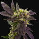 Blueberry x Big Devil Auto | TanieSianie.pl