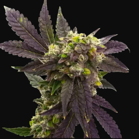 Blueberry x Big Devil Auto | TanieSianie.pl