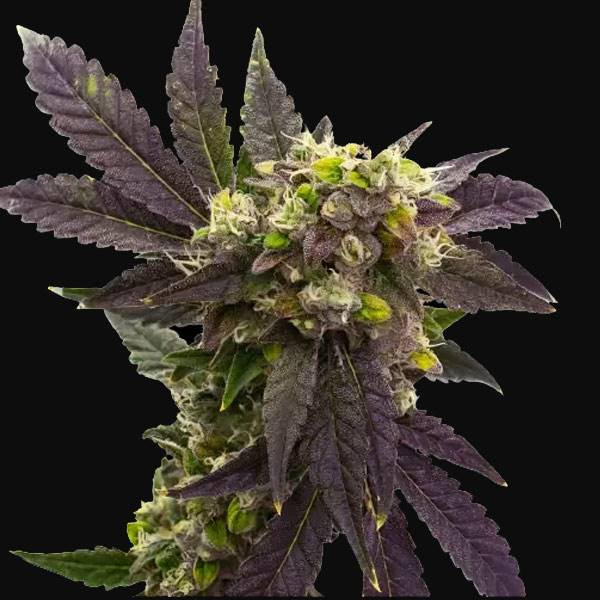 Blueberry x Big Devil Auto | TanieSianie.pl