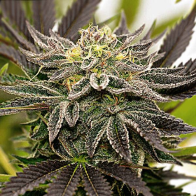 Blueberry x Mazar Auto | TanieSianie.pl