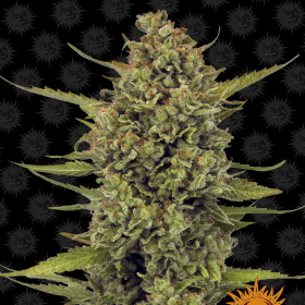 Acapulco Gold - BARNEY’S FARM | TanieSianie.pl