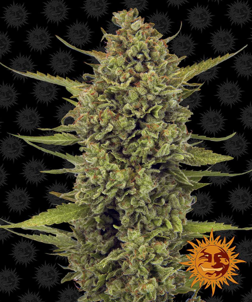 Acapulco Gold - BARNEY’S FARM | TanieSianie.pl