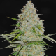 AK47 F1 | TanieSianie.pl