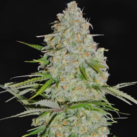 AK47 F1 | TanieSianie.pl