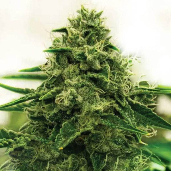 Amnesia F1 | TanieSianie.pl