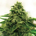 Amnesia F1