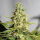 Acapulco Gold - BARNEY’S FARM | TanieSianie.pl