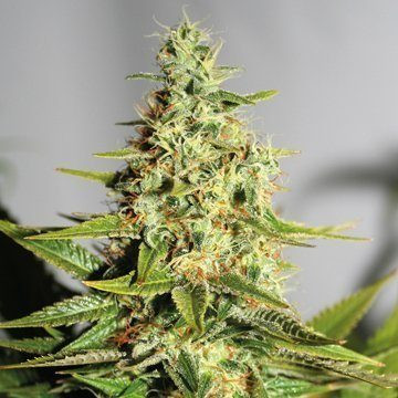 Acapulco Gold - BARNEY’S FARM | TanieSianie.pl