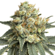 Godfather OG Auto | TanieSianie.pl