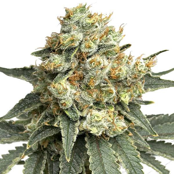 Godfather OG Auto | TanieSianie.pl
