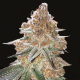 Gelato x Gorilla Glue Auto | TanieSianie.pl
