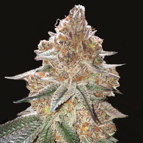 Gelato x Gorilla Glue Auto | TanieSianie.pl