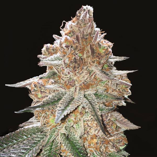Gelato x Gorilla Glue Auto | TanieSianie.pl