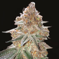Gelato x Gorilla Glue Auto