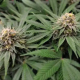 Gorilla Glue #4 Auto | TanieSianie.pl
