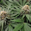Gorilla Glue #4 Auto