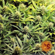 Acapulco Gold - BARNEY’S FARM | TanieSianie.pl