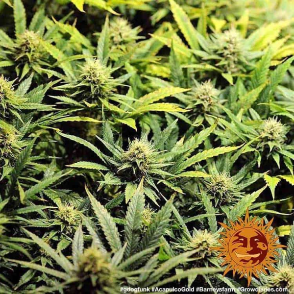 Acapulco Gold - BARNEY’S FARM | TanieSianie.pl
