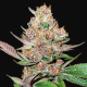 Gorilla Punch Auto | TanieSianie.pl