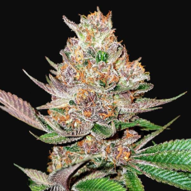 Gorilla Punch Auto | TanieSianie.pl