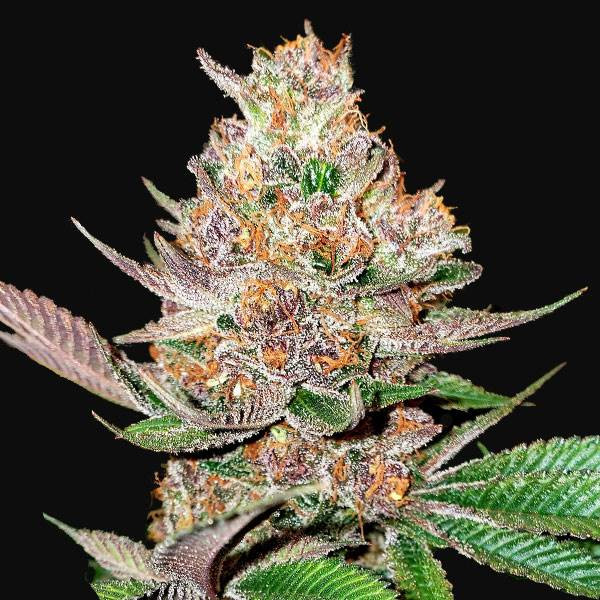 Gorilla Punch Auto | TanieSianie.pl