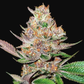 Gorilla Punch Auto