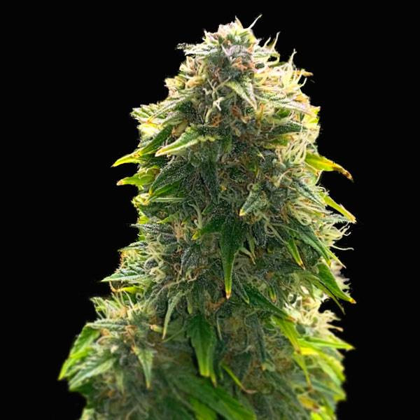 Mimosa x Wedding Cake Auto | TanieSianie.pl