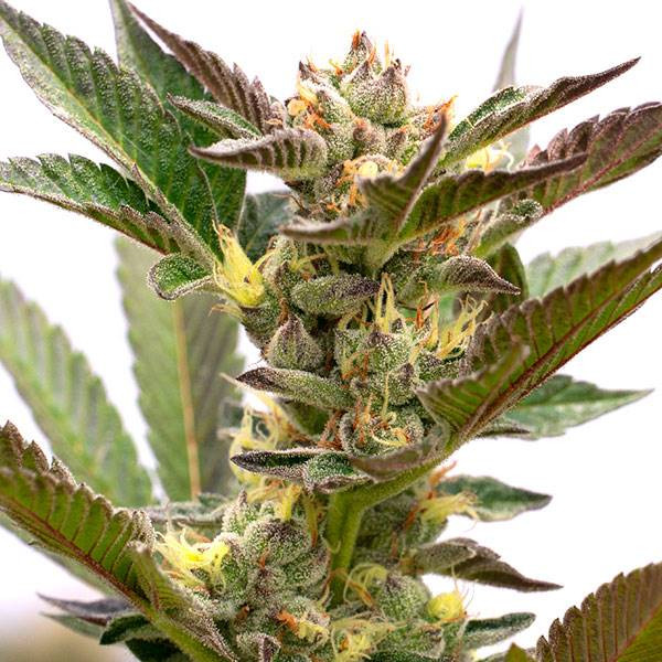 Grapefruit Auto | TanieSianie.pl
