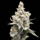 Moonshine Cookies Auto | TanieSianie.pl