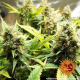 Acapulco Gold - BARNEY’S FARM | TanieSianie.pl