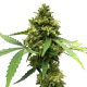 Northern Lights x Big Bud Auto | TanieSianie.pl